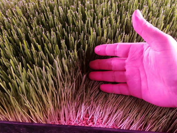 Forragem hidropônica: o futuro da alimentação animal?